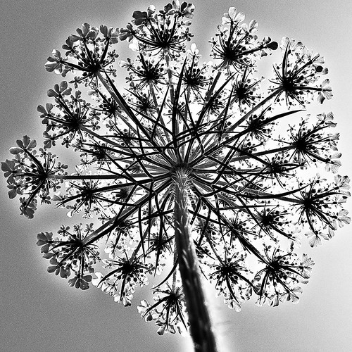 Backlight | by Iris v L