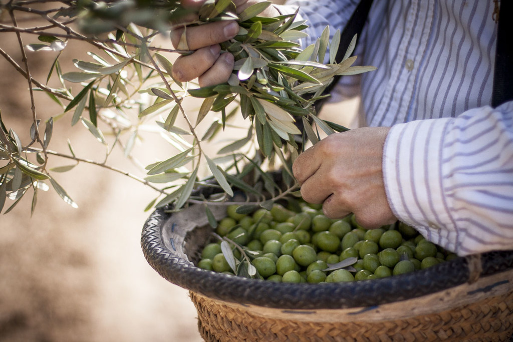 Hands and olives | ^Ernestina^ | Flickr