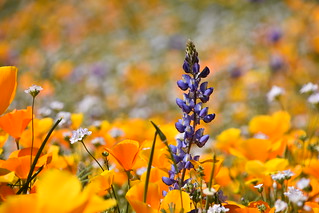 Desert Wildflower Super Bloom | by Rob.Bertholf