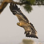 Juvenile Tawny Eagle.