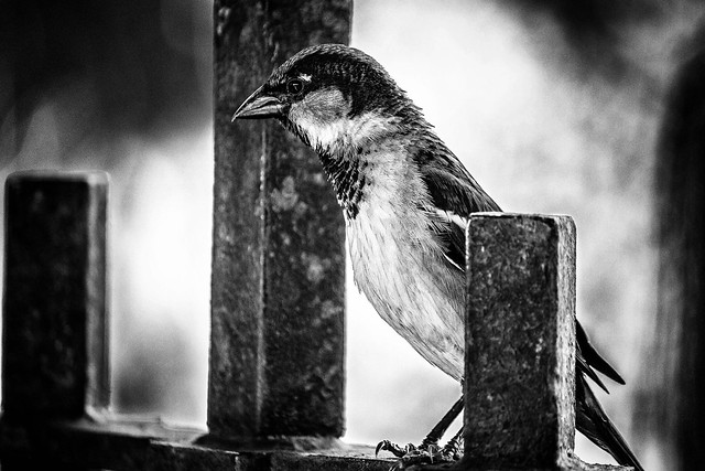 Sparrow on Iron Gate