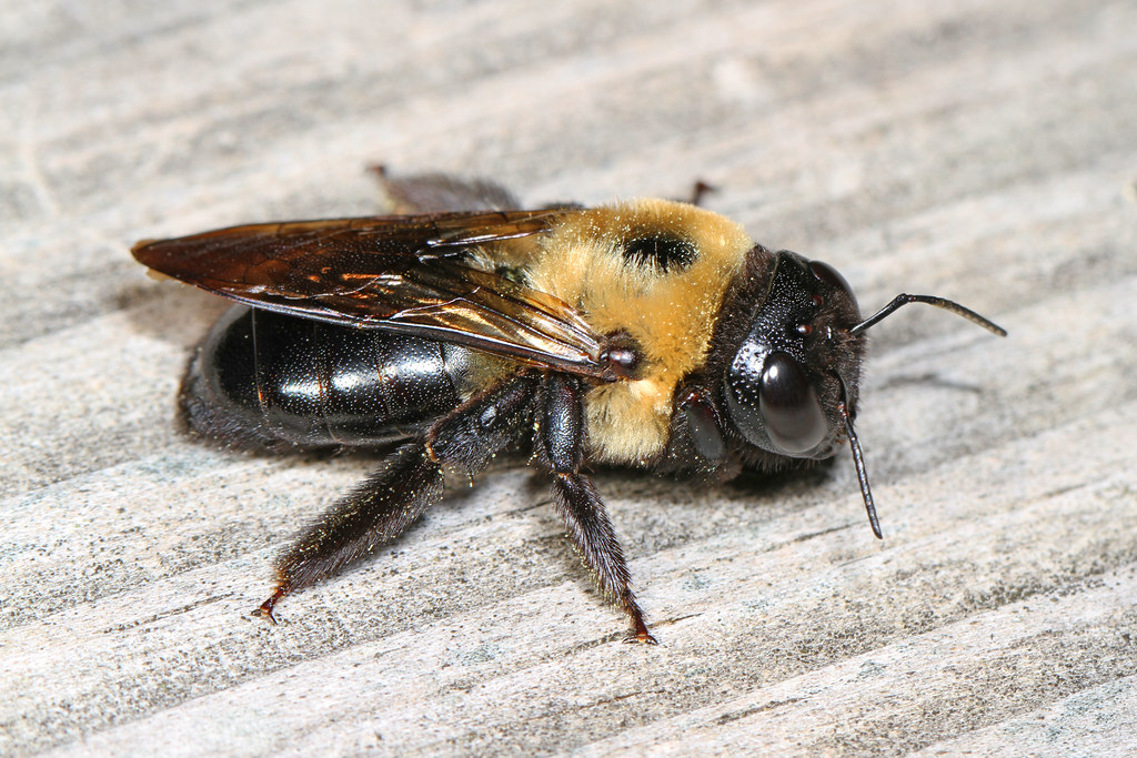 Eastern Carpenter Bee - Xylocopa virginica, Leesylvania State Park, Woodbridge, Virginia