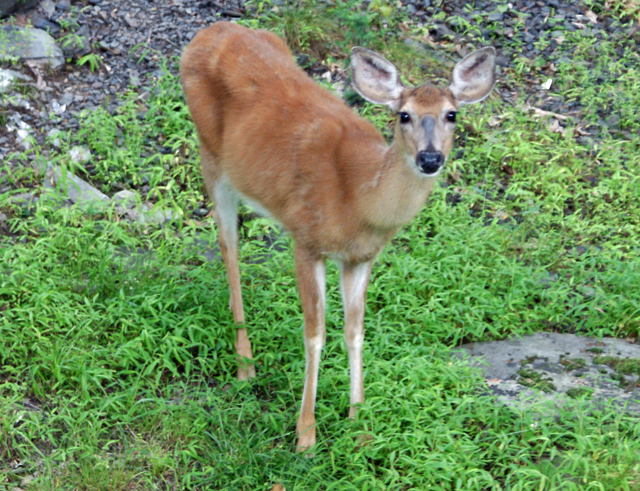 201407 deer 03