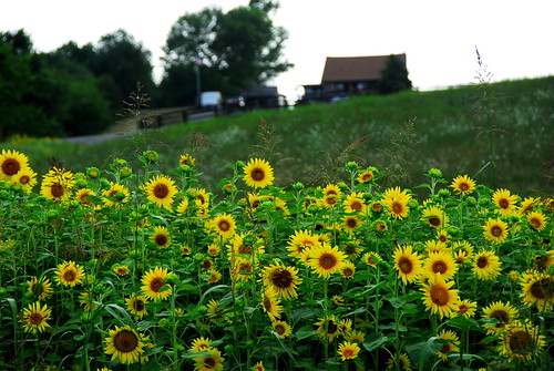 farm kentucky sunflower bloomfield