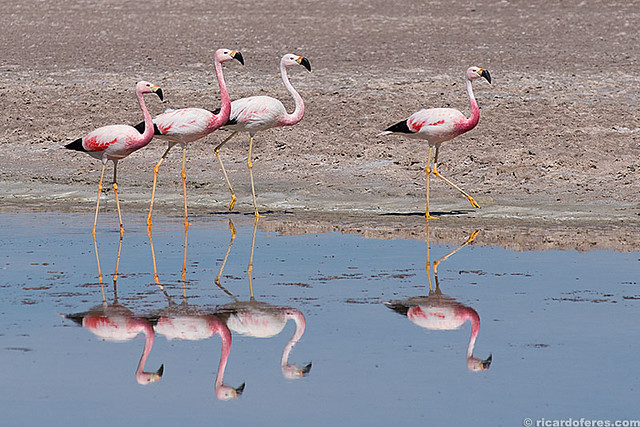 Flamingos no Atacama, Chile