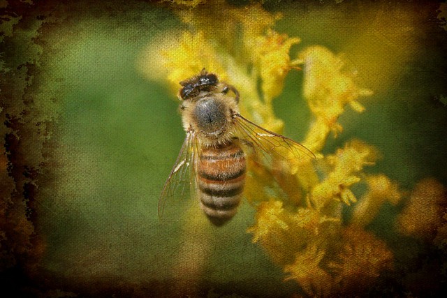 Honeybee Feasting On Goldenrod Blossoms Textured 008