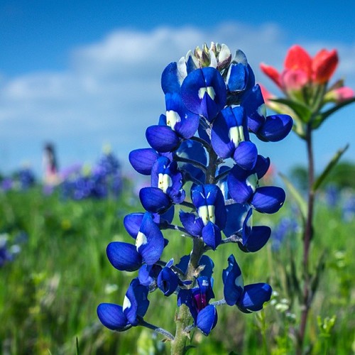 Texas Bluebonnets - Ennis, Texas. | by WWW.ROBERTBELLOMY.COM