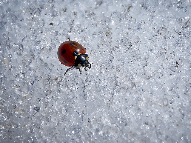 Marieta de neu / Snow ladybird