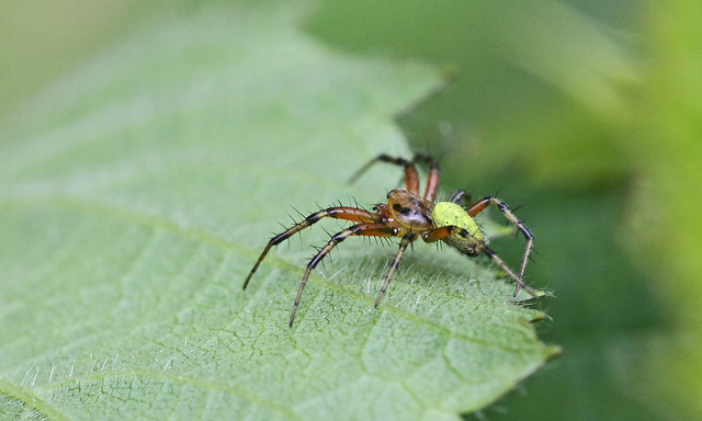 Male Cucumber Green Orb Spider - Araniella cucurbitina