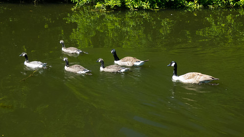 Goslings coming into adult plumage