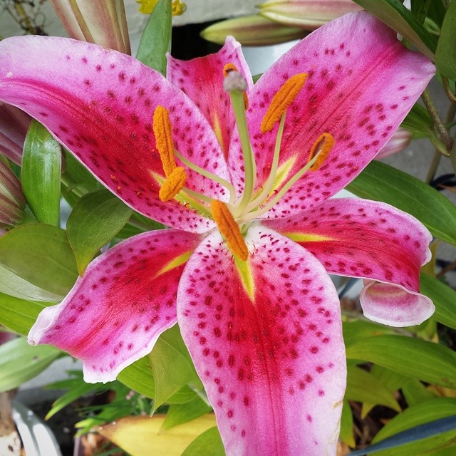 Stargazer Asiatic Lily