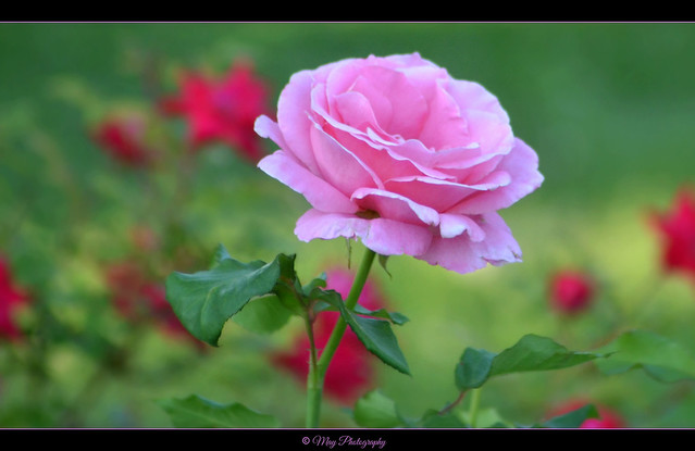 My Rose Garden ~♥~
