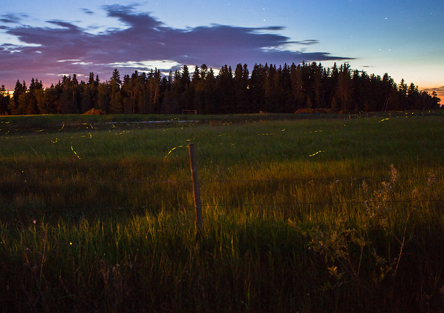 Lots of Fireflies on the edge of the Boreal