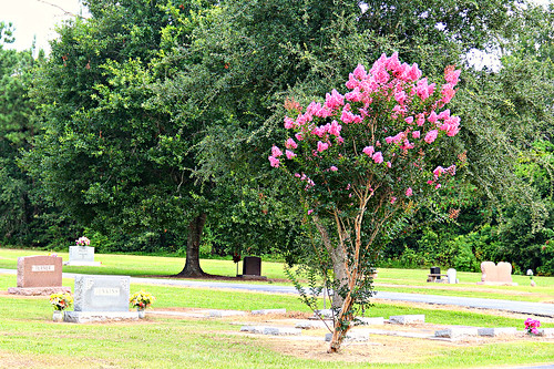 pink flowers trees usa green cemetery canon landscape eos colorful texas digitalart july headstones graves chamberscounty outdoorphotography anahuactexas eos60d