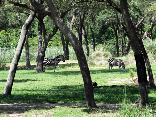 zebra giraffe animals arusha savanna arushasavanna disneys animal kingdom lodge jambo house animalkingdomlodge jambohouse animalkingdomlodgejambohouse resort walt disney world waltdisneyworld florida
