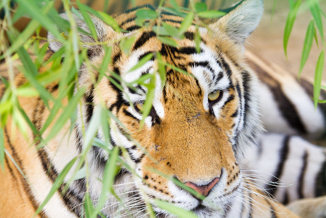 Tiger’s Stare / 東北虎林園 Siberian Tiger Park / 中國黑龍江哈爾濱 Harbin, Heilongjiang, China / SML.20140729.7D.52252