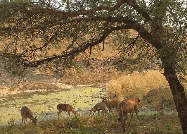 India (Ranthambhore National Park) Female deers1