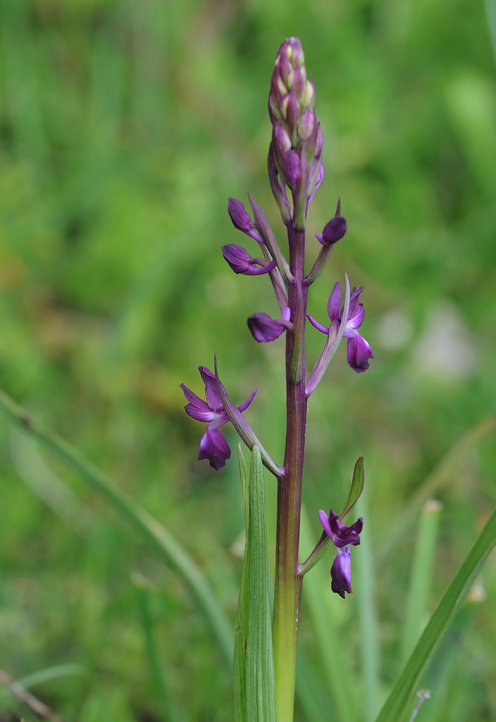 Lockerblütiges Knabenkraut, Anacamptis laxiflora