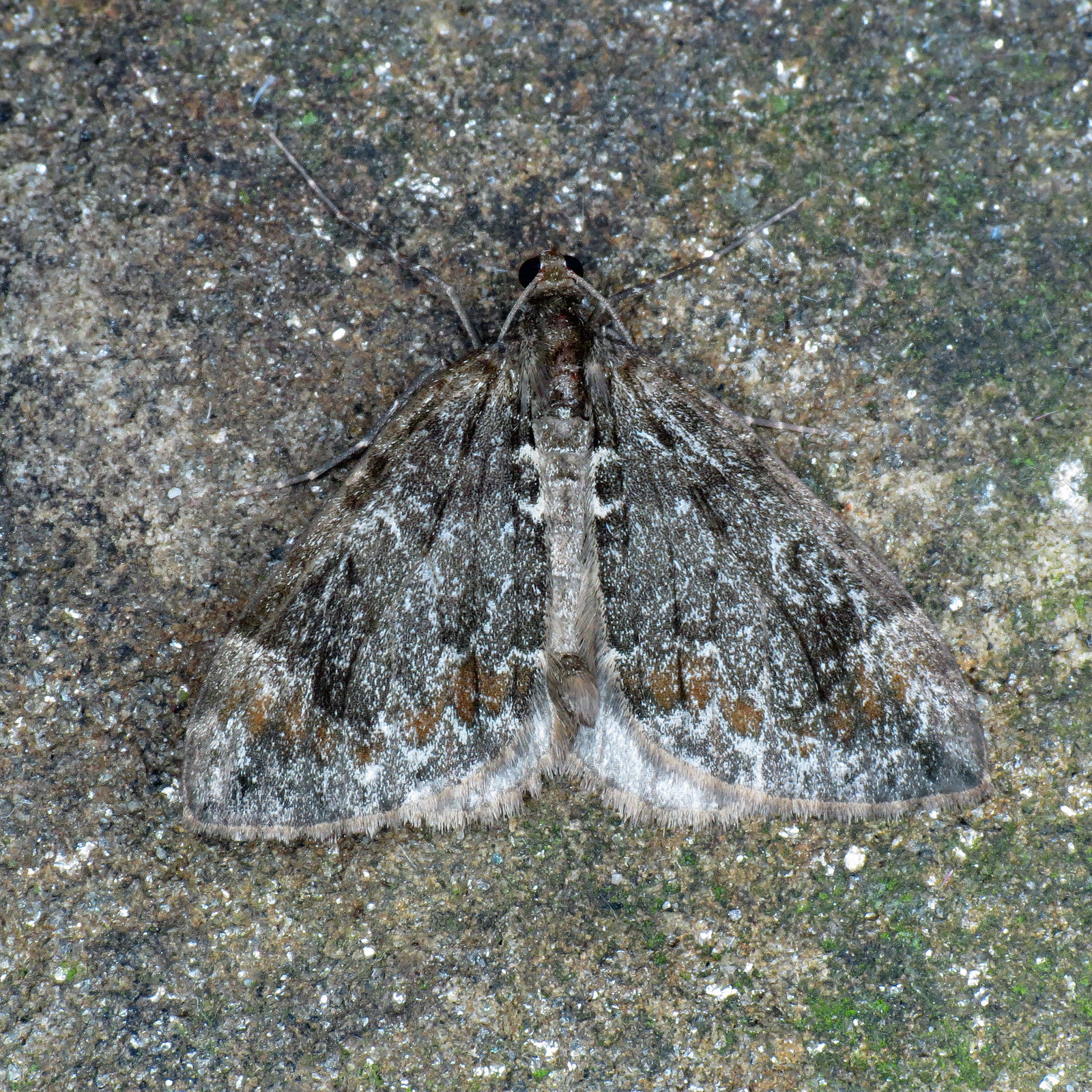 1764 Common Marbled Carpet - Chloroclysta truncata