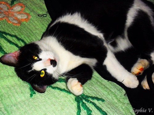 Chat borgne | by dapsophie26