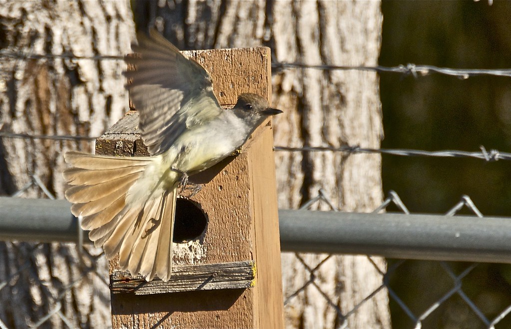 Ash-Throated Flycatcher At Nest Box