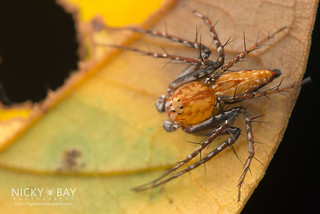 Lynx Spider (Hamataliwa floreni) - DSC_2548