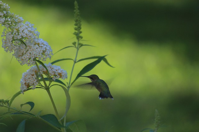 Hummingbird in Brentwood, NH