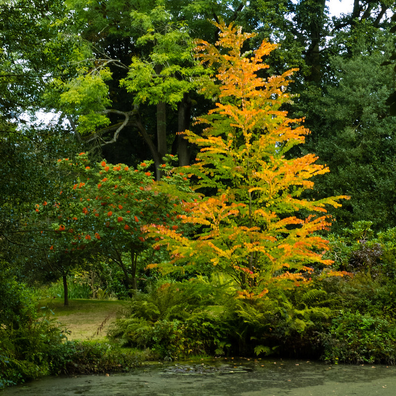 Autumn colours, Wightwick Manor