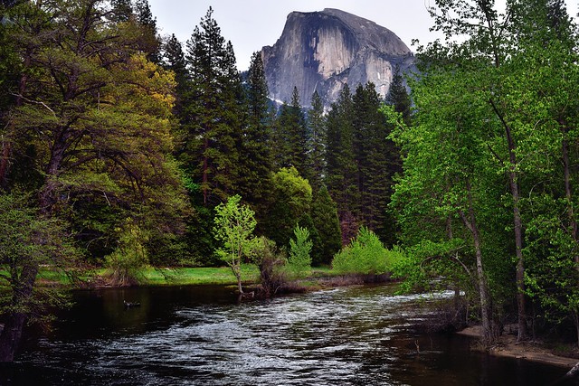 The Merced River and Half Dome (Yosemite National Park)