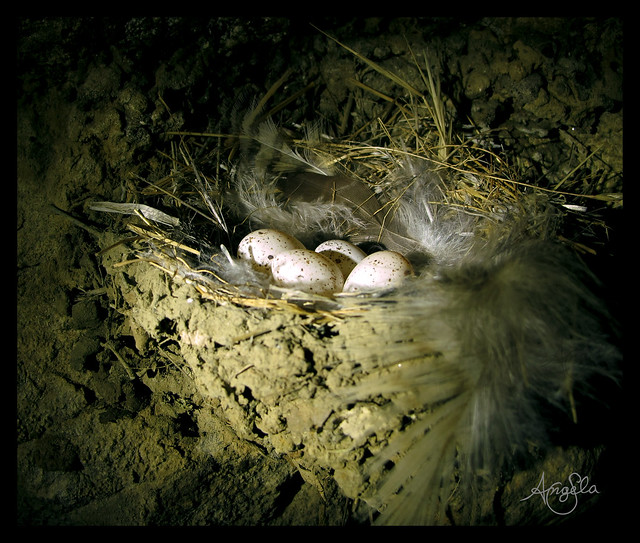 Mud Nest Eggs