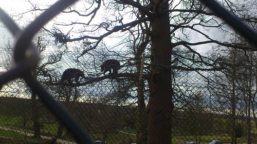 Black Bears (Bow Brickhill to Woburn Sands) 