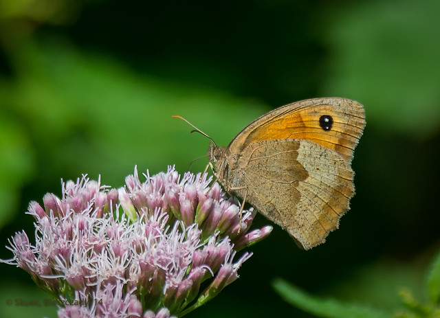 The Meadow Brown