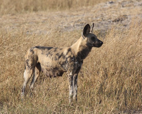 alpha female dog | by Bill and Barb picts