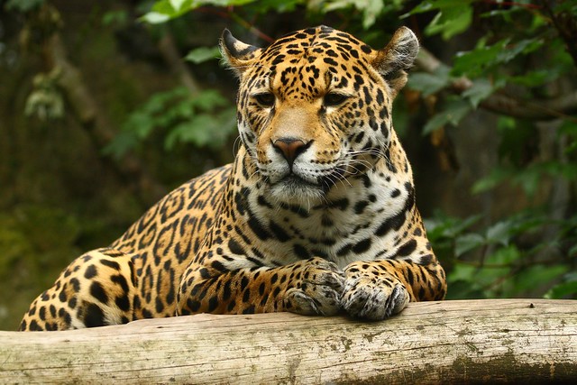 Jaguar, Edinburgh Zoo