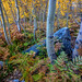 Bishop Creek Autumn Aspen Trees Ferns Eastern Sierra
