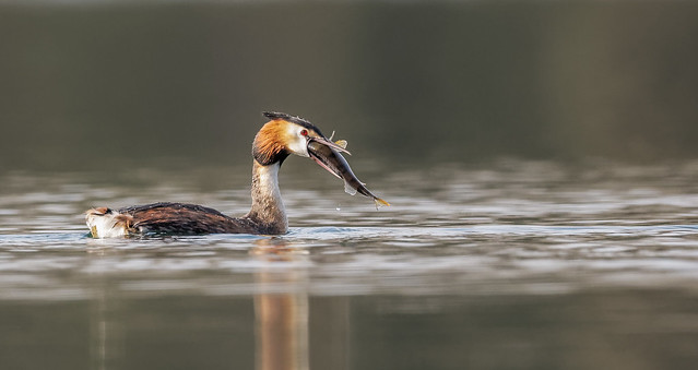 Great Crested Grebe with a perch!