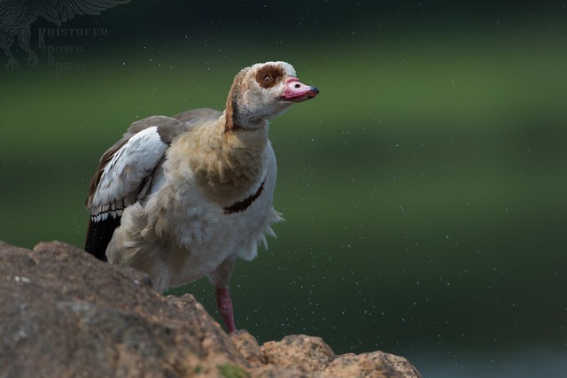 Egyptian Goose in CT!  3 6_12