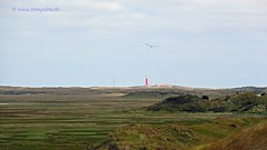View from Slufter to lighthouse Eierland, Texel, Netherlands - 3501