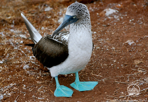 Galapagos-Land3
