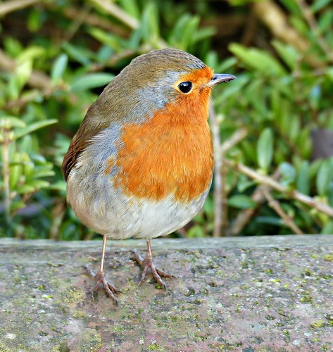 A friendly robin. | by Sandi - (Very Busy Lady!)