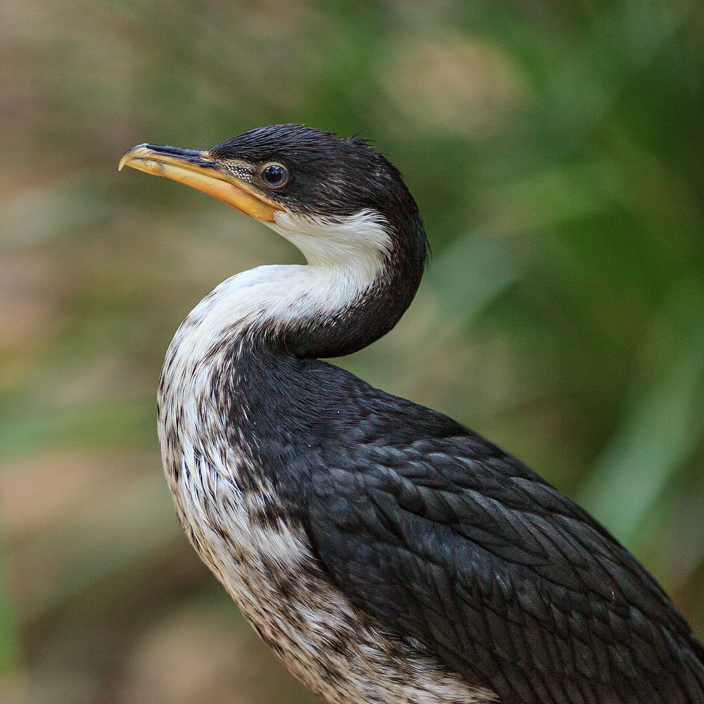 Profile of a Pied Cormorant