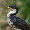 Image: Profile of a Pied Cormorant