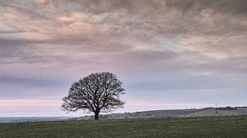 wiltshire marlborough trees treescape landscape oak cloudscape clouds merrill sigmadp2 ogbournestgeorge explore explored