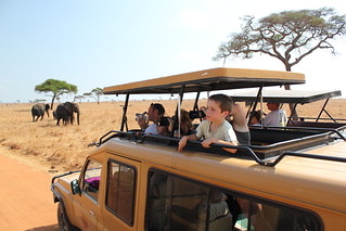 Get your picture of the elephants | by Soaring Flamingo - Safari & Trekking in TZ