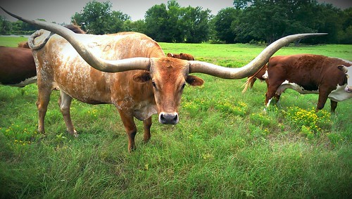 usa southwest one cow texas longhorn steer bovine easttexas htc edom htcone