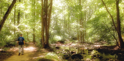 trees nature forest walking outdoors newjersey woods stream sunny foliage trail brook englewood flatrockbrooknaturecenter relaxng