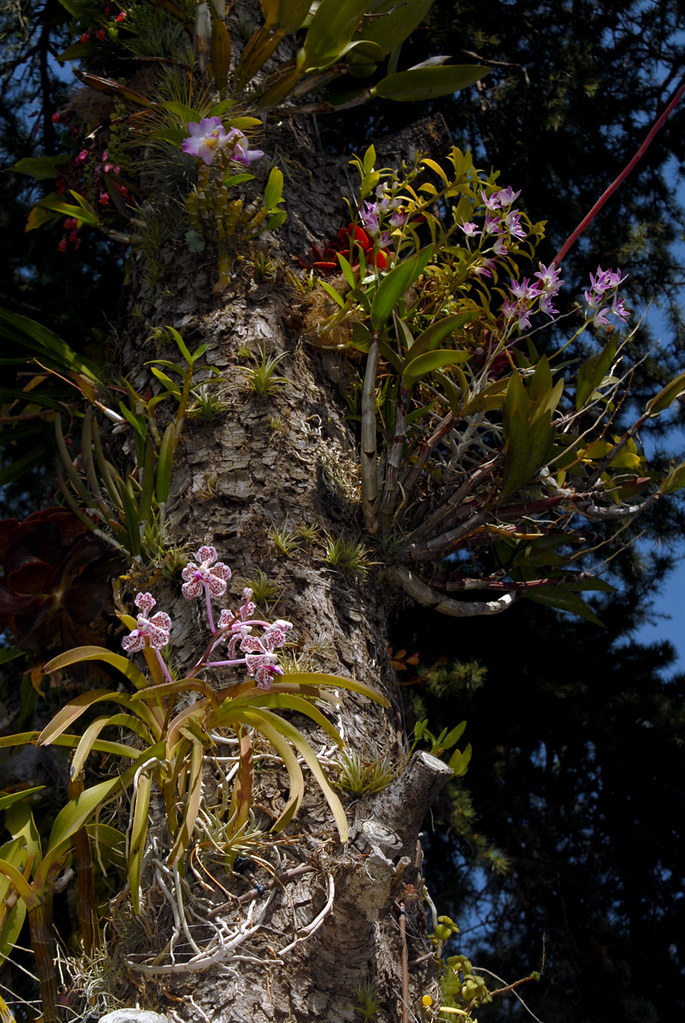 Vanda tricolor suavis, Dendrobium Easter Parade and nobile