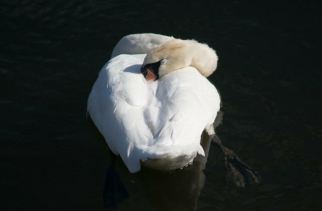 Swan on Sunday - city swan sleeping