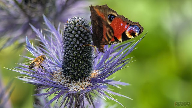 Two on a Spiky Flower