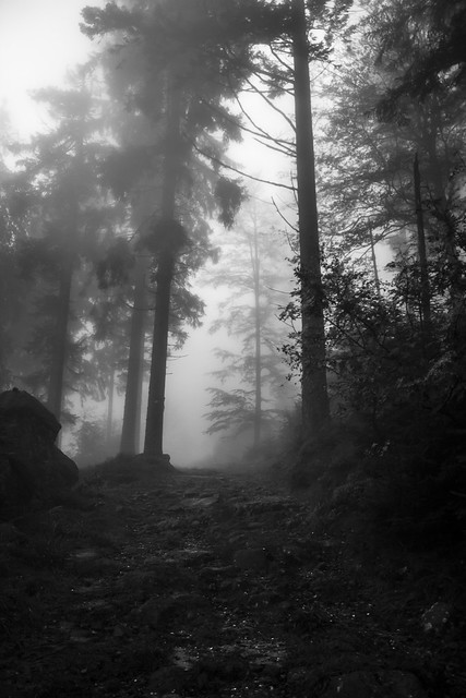Wood in mist #1
